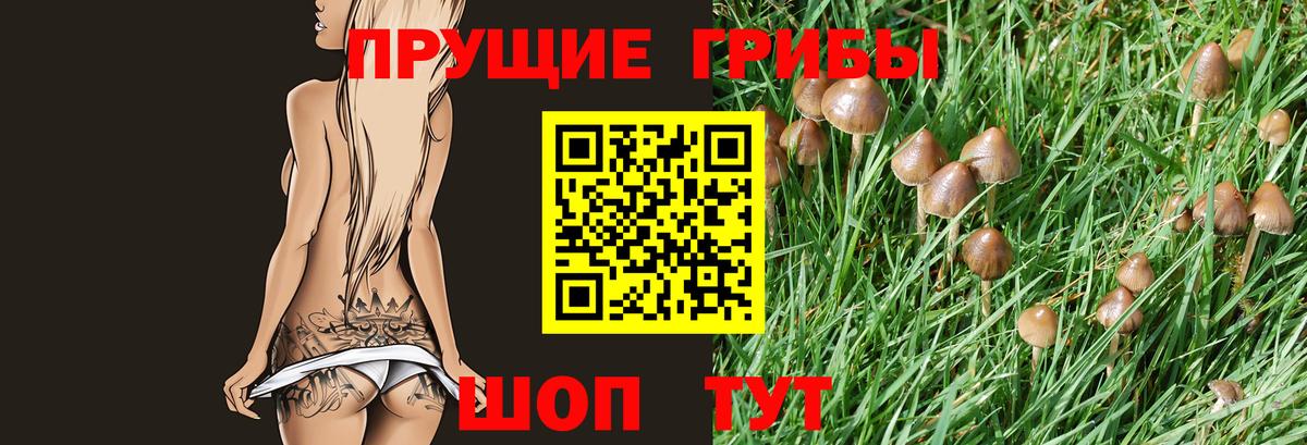 Галлюциногенные грибы Psilocybine cubensis Архангельск